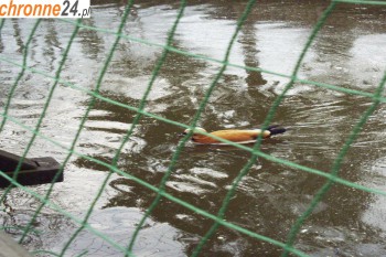 Zambrów Hodowla ryb - zabezpieczenie przed ptakami Sklep Zambrów