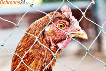 Zambrów Hodowla - zabezpieczenie hodowli ptaków i zwierząt przez hodowcę Sklep Zambrów
